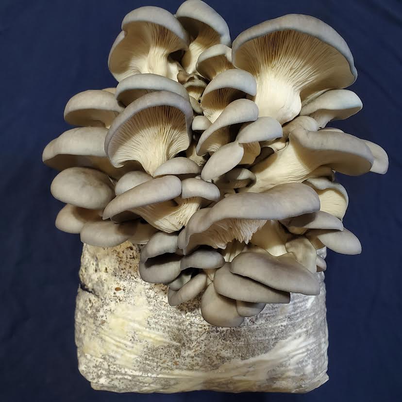 Blue Oyster Mushroom Production Block