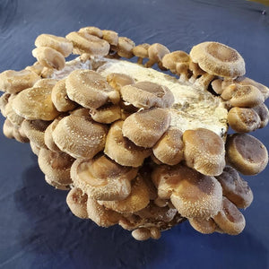 Shiitake Mushroom Production Block