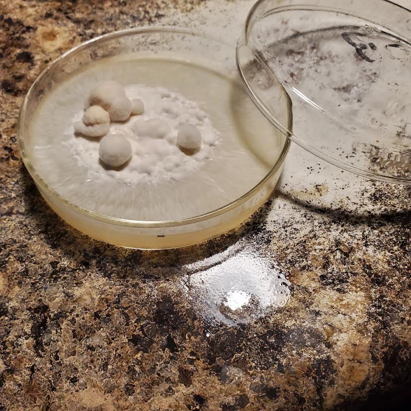 Shiitake Mushroom Culture (90mm petri)