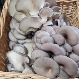 MEMORIAL DAY SALE! 3lbs Blue Oyster Mushrooms for only $22!