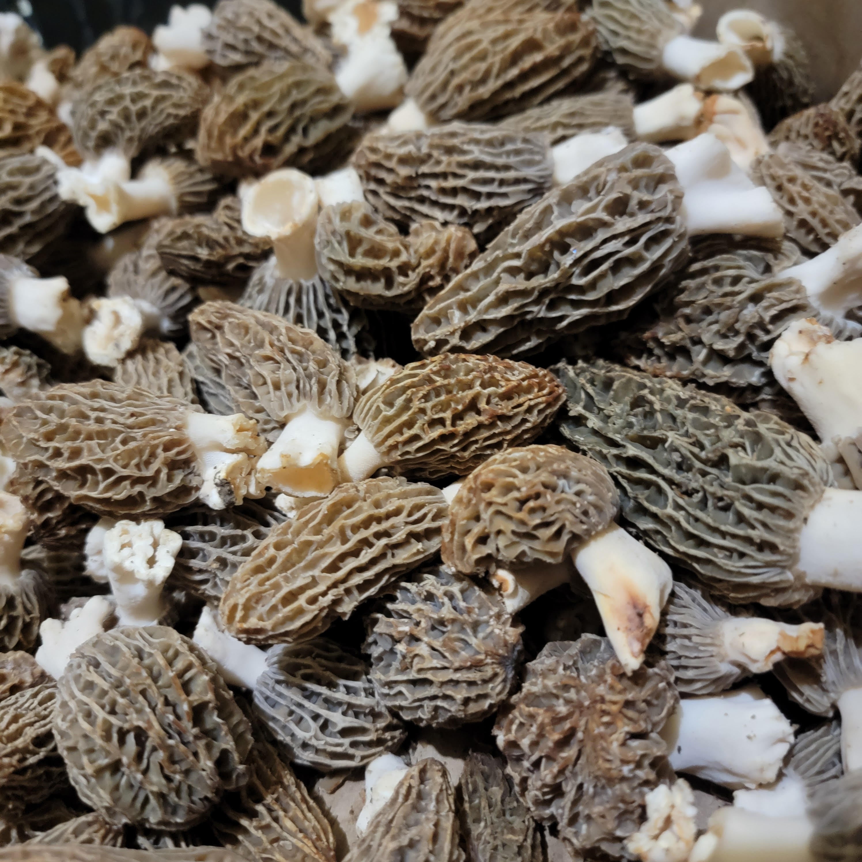 1 Pound Fresh Cultivated Morel Mushrooms