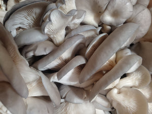 2 Pounds Fresh Oyster Mushrooms