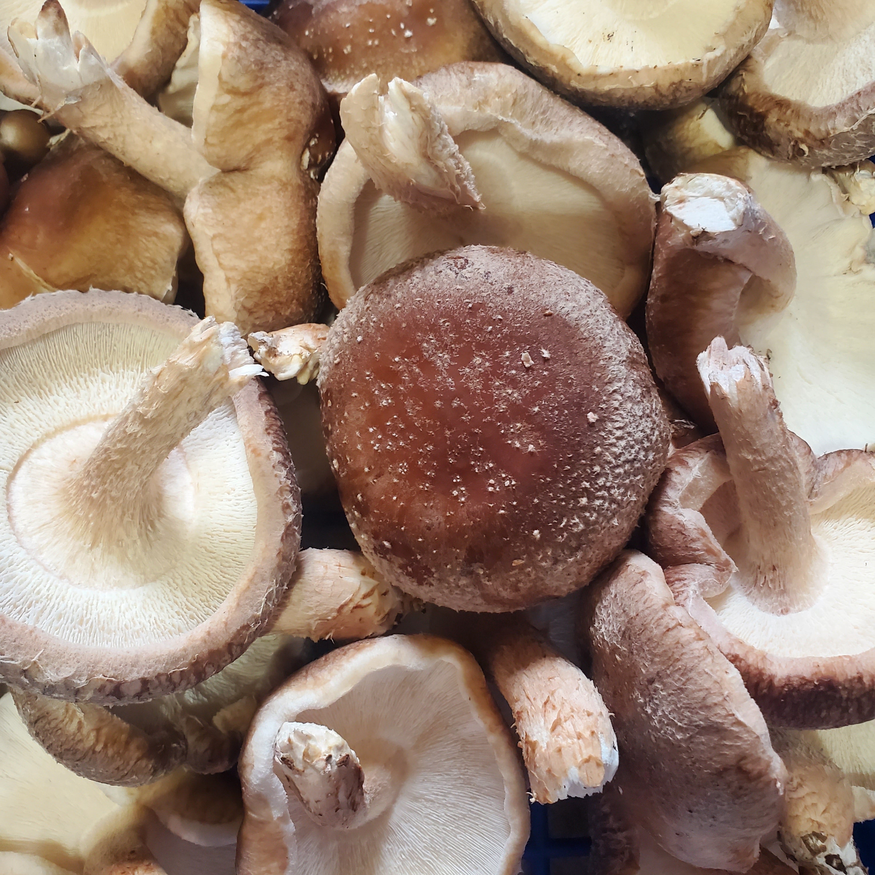 3 Pounds Fresh Shiitake Mushrooms