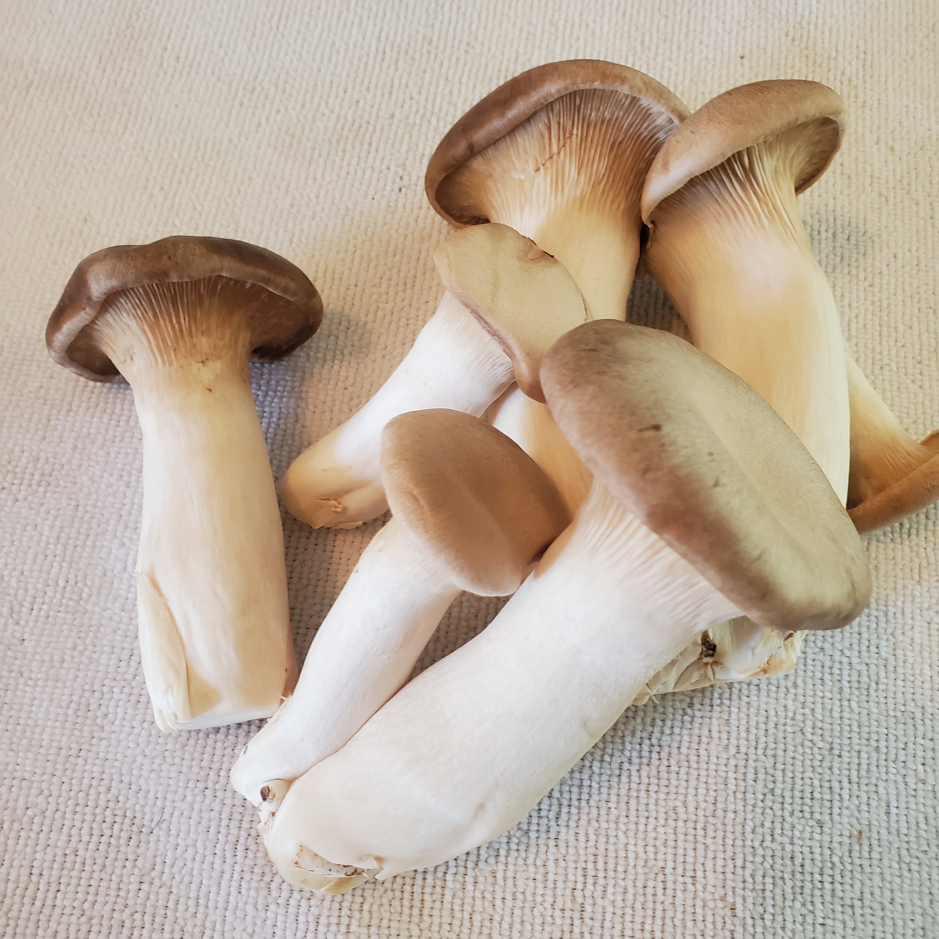 2 1/2 Pounds Fresh King Trumpet Mushrooms