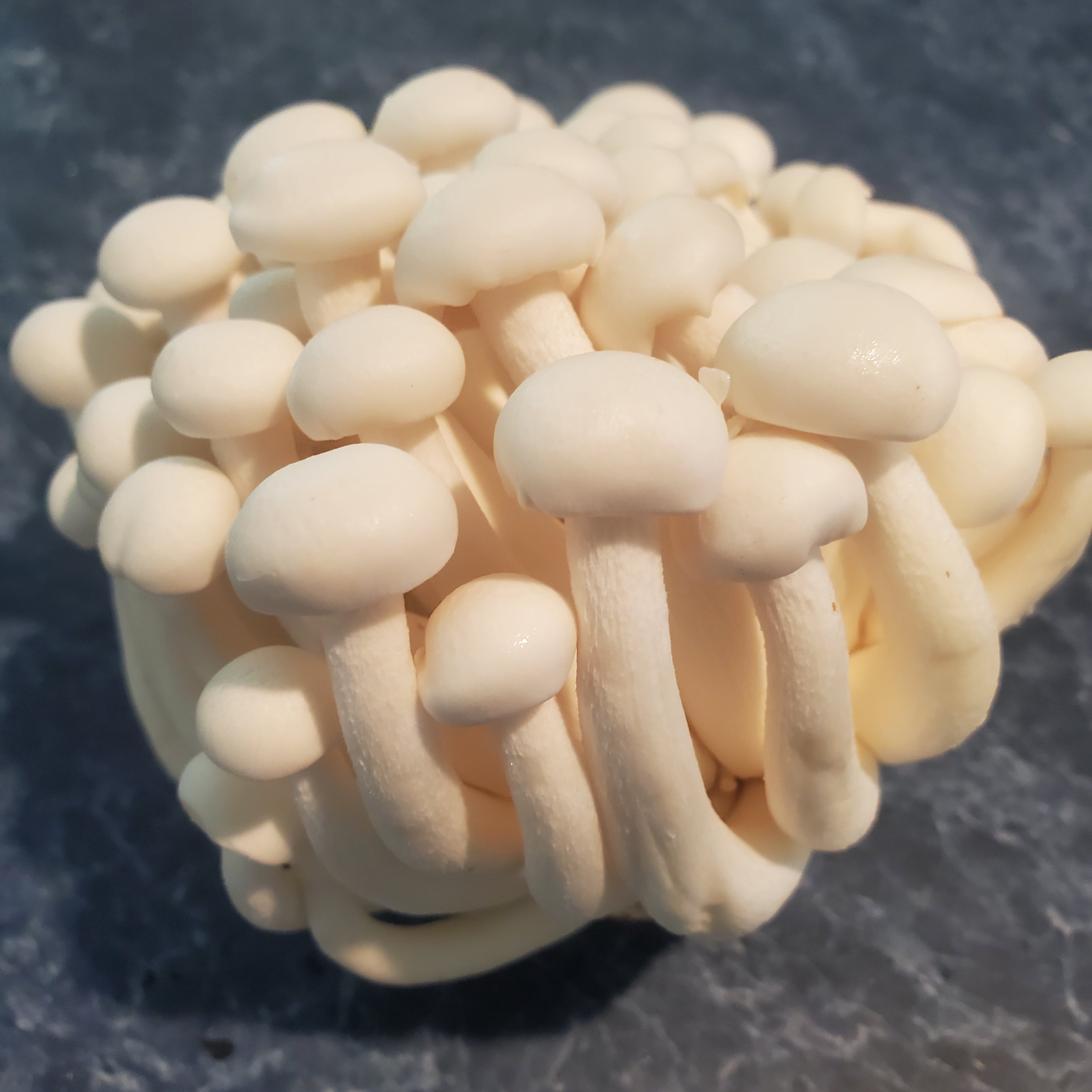 1 Pound Fresh White Beech Mushrooms