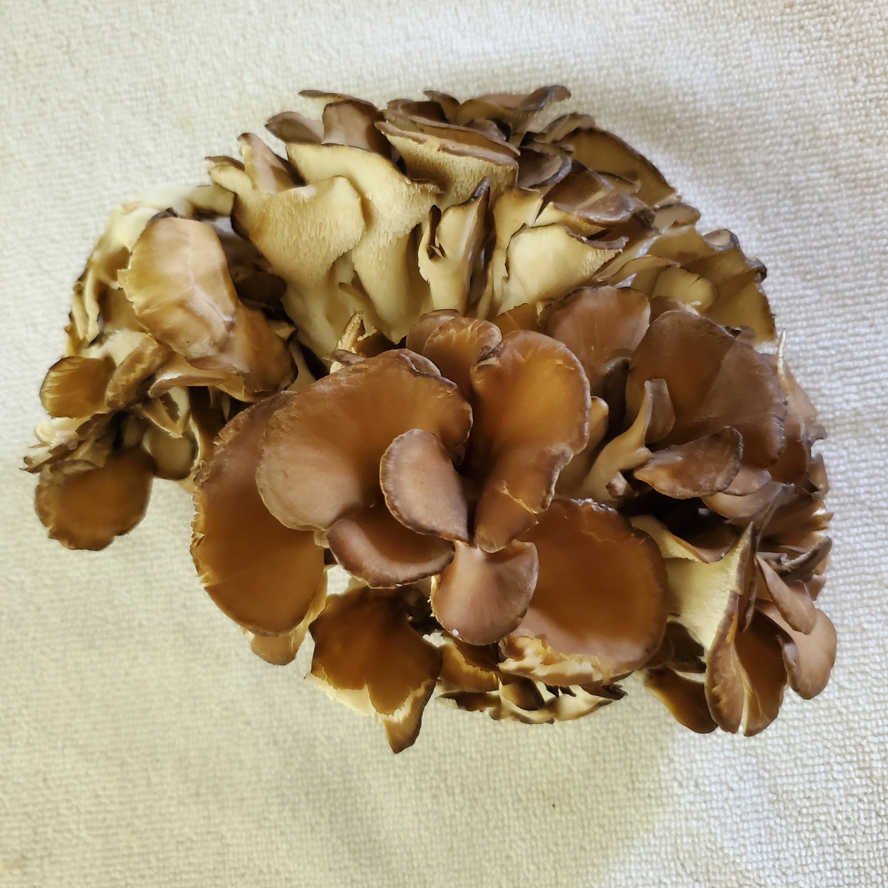 1 Pound Fresh Maitake Mushrooms (Hen of the Woods)